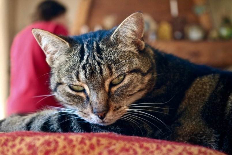 Кельтский короткошерстный кот: особенности ухода и содержания