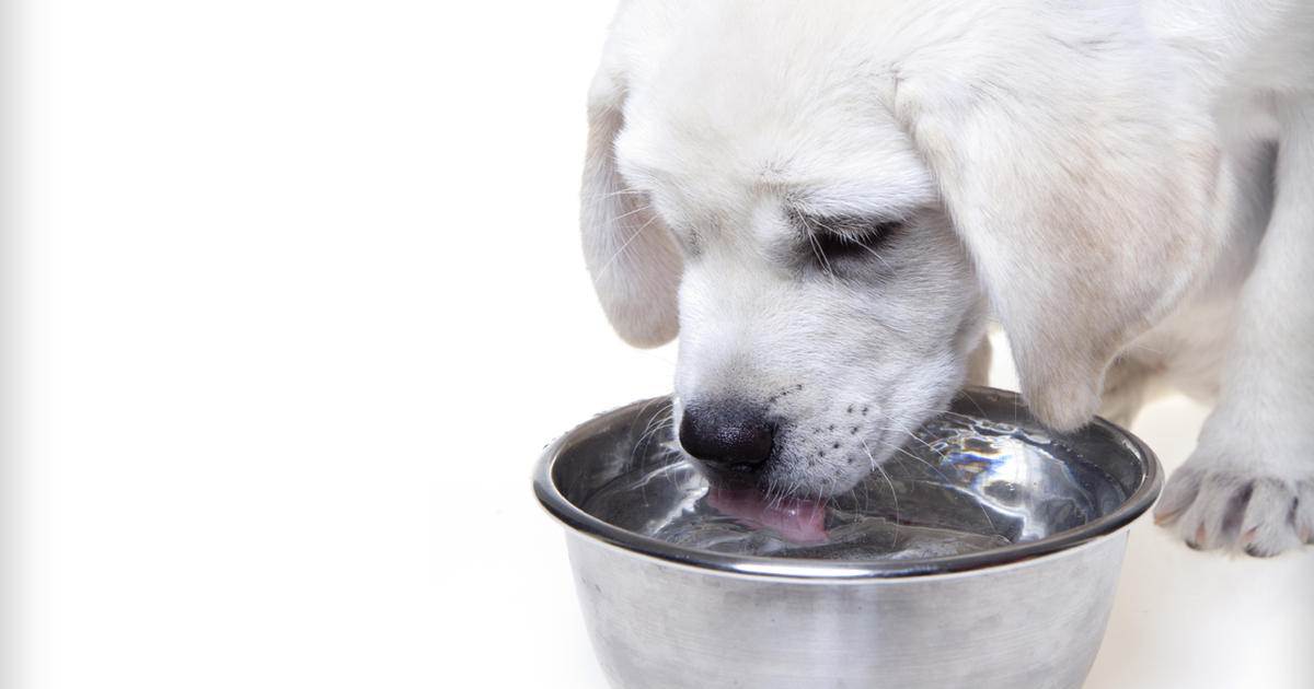 Сколько дней собака может прожить без еды