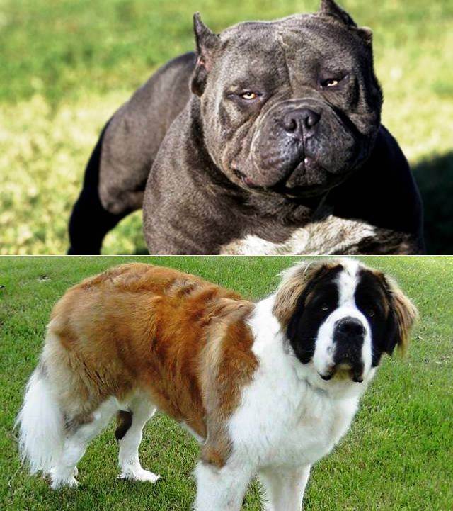Популярные породы собак с фотографиями, какие породы собак популярны в россии