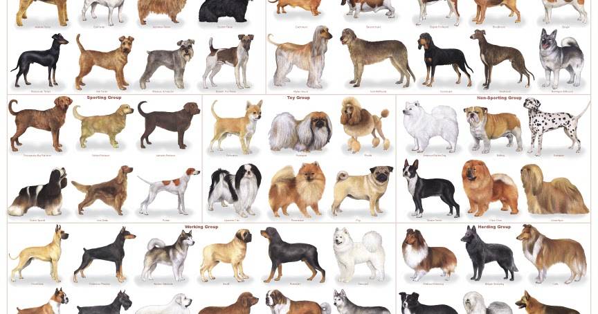 Разновидности той-терьеров: фото, названия пород, их характеристики, особенности и общие черты + какие окрасы бывают у этих собак