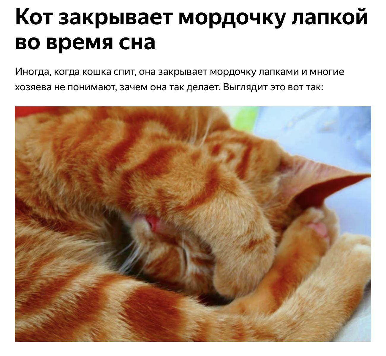 Зачем кошки закрывают морду лапкой во время сна?