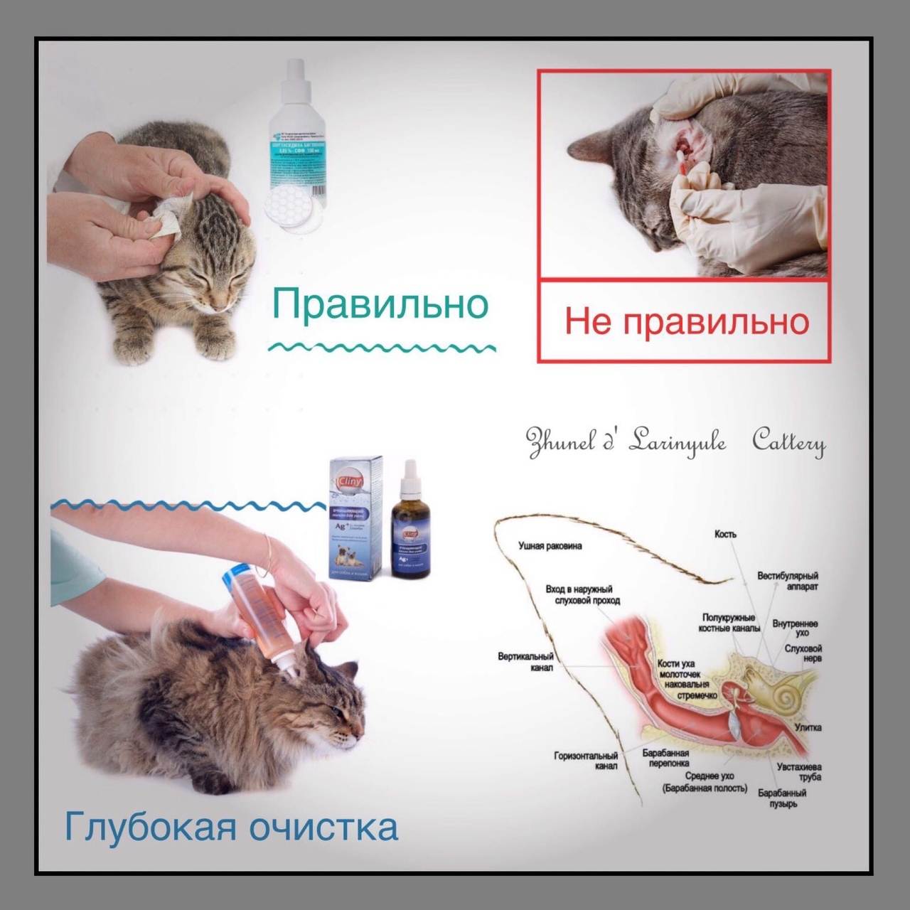 Уход за ушами кошки: как часто нужно чистить в домашних условиях, а также лосьон, капли, гель и другие средства и жидкости для этого