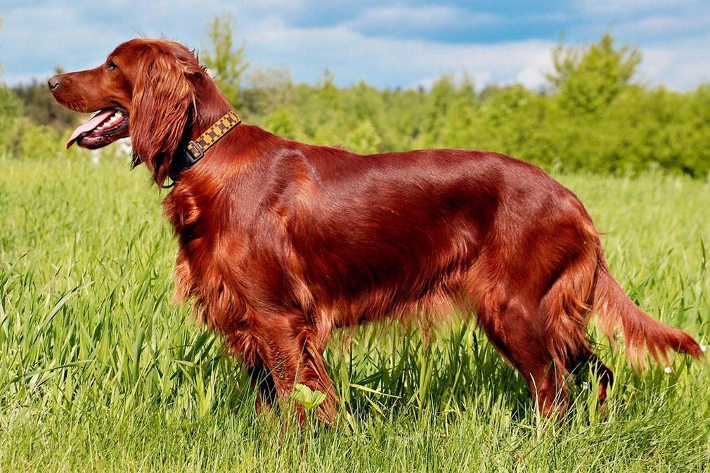 Ирландский сеттер - порода собак - информация и особенностях | хиллс