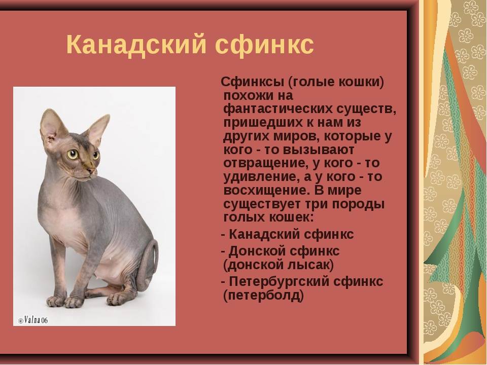 Канадский сфинкс: фото, описание породы кошек, отзывы и цены на котят
