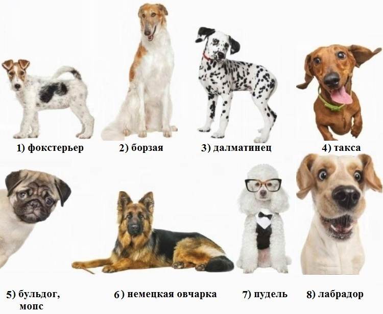Как выбрать подходящую породу собак, учитывая знак зодиака будущего хозяина
