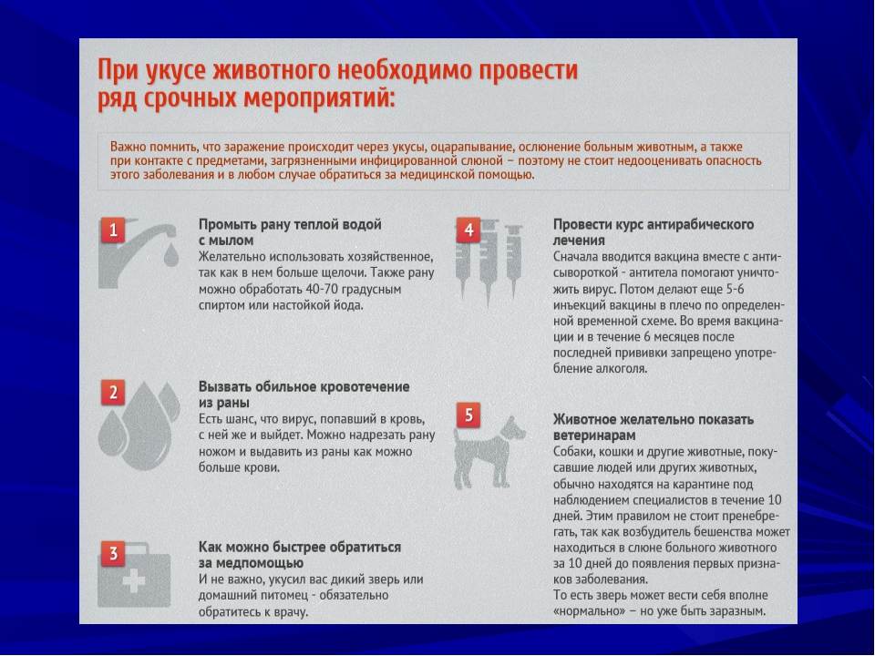 Что делать, если укусила домашняя собака