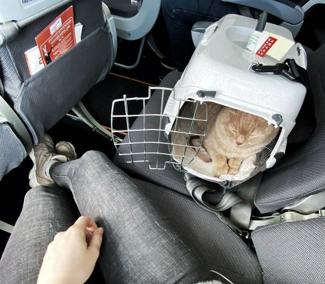 Как перевозить кота в общественном транспорте? | блог ветклиники "беланта"