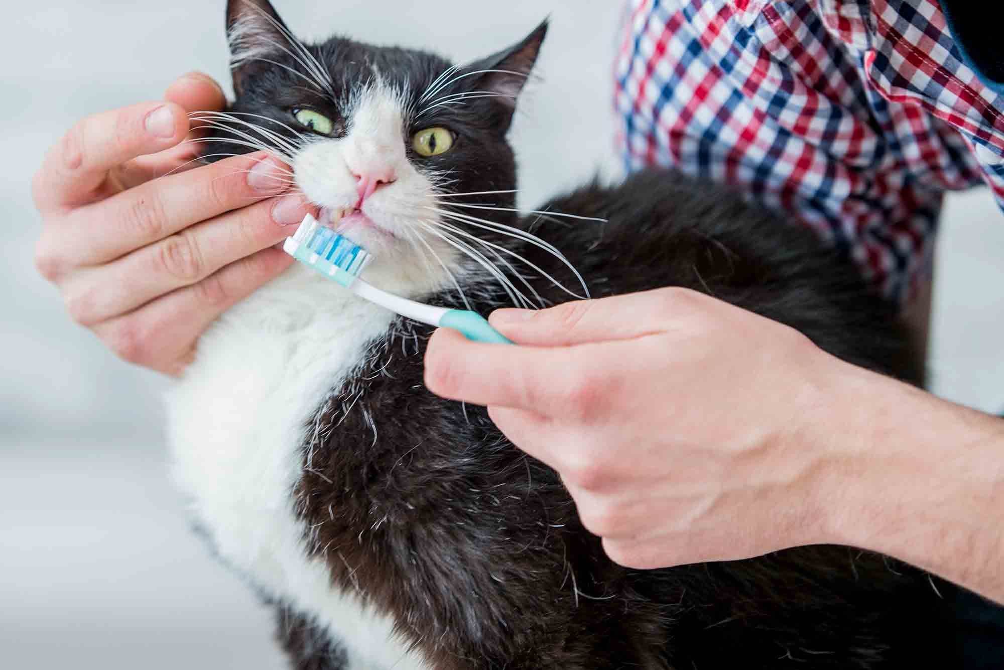 Нужно ли чистить зубы котам и кошкам? как правильно и часто чистить зубы коту и кошке в домашних условиях: советы. какой зубной пастой и щеткой почистить зубы кошке? как приучить котенка чистить зубы? какие косточки давать кошкам для чистки зубов?