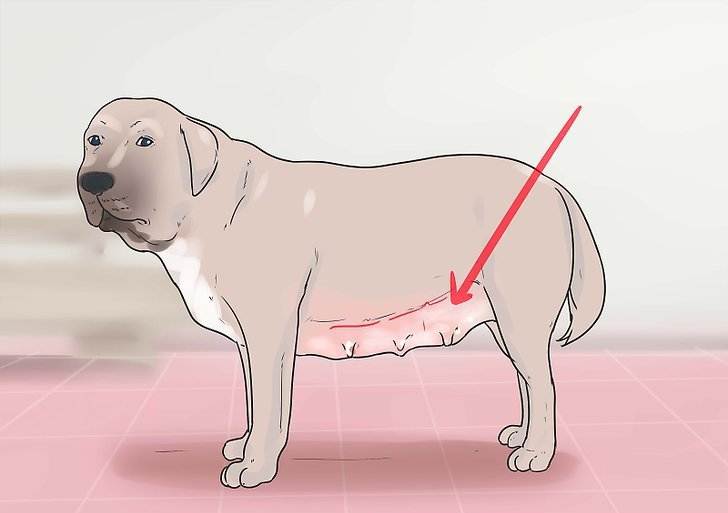 Почему опухают молочные железы у собаки после течки и посинели: после первой