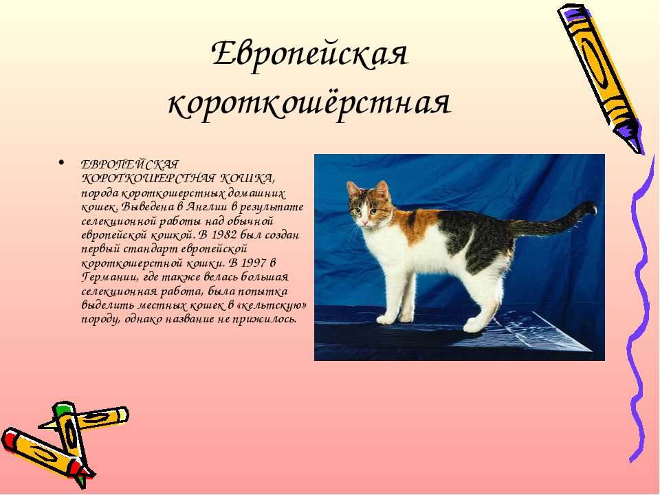 Европейская кошка