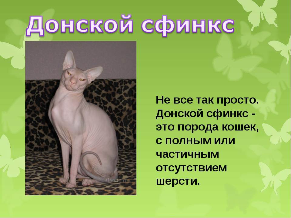 ᐉ лысая крыса (сфинкс): описание и характер животного, плюсы и минусы, уход и содержание - kcc-zoo.ru