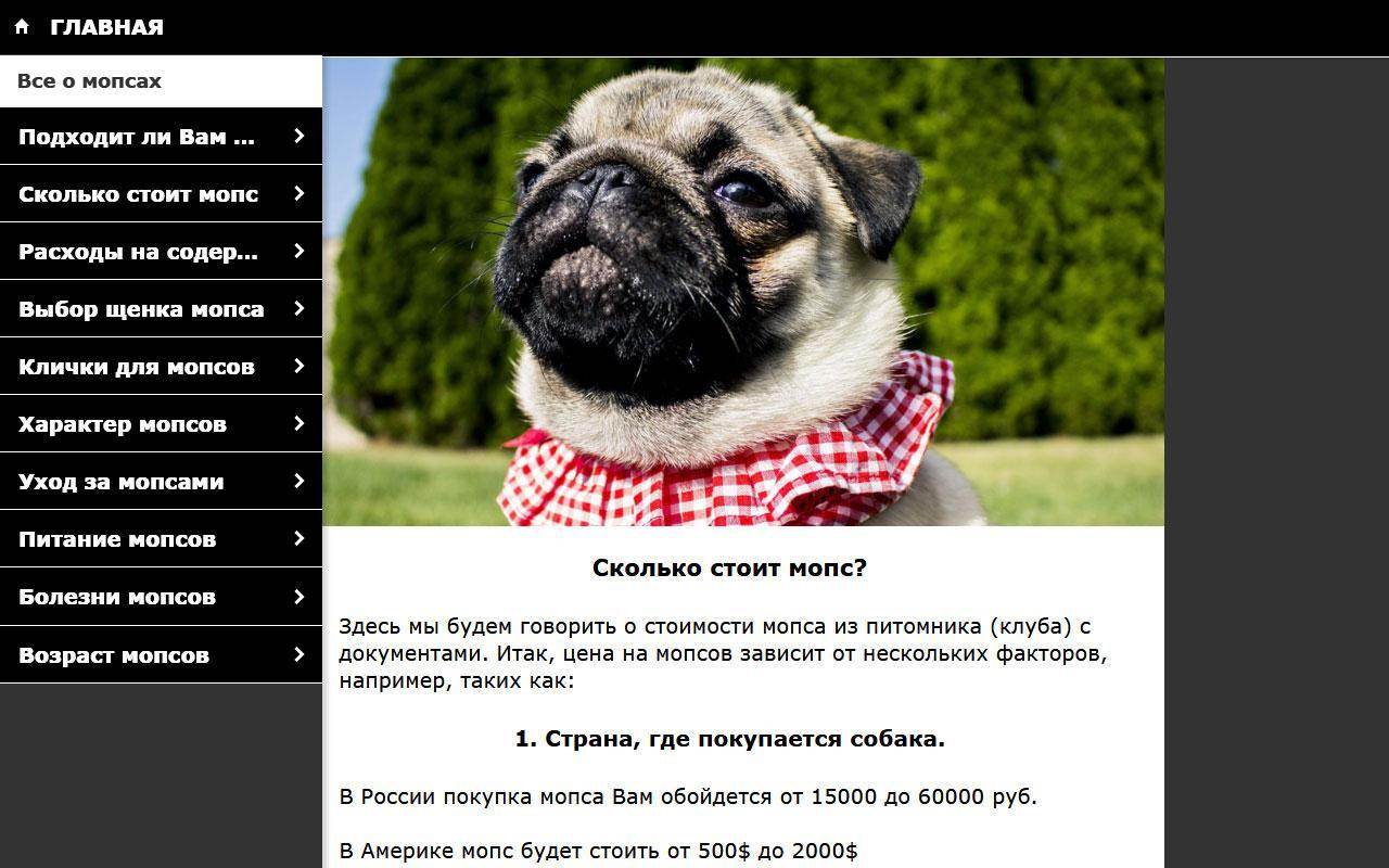 Мопс: фото, описание породы собак, характер, питание и цены