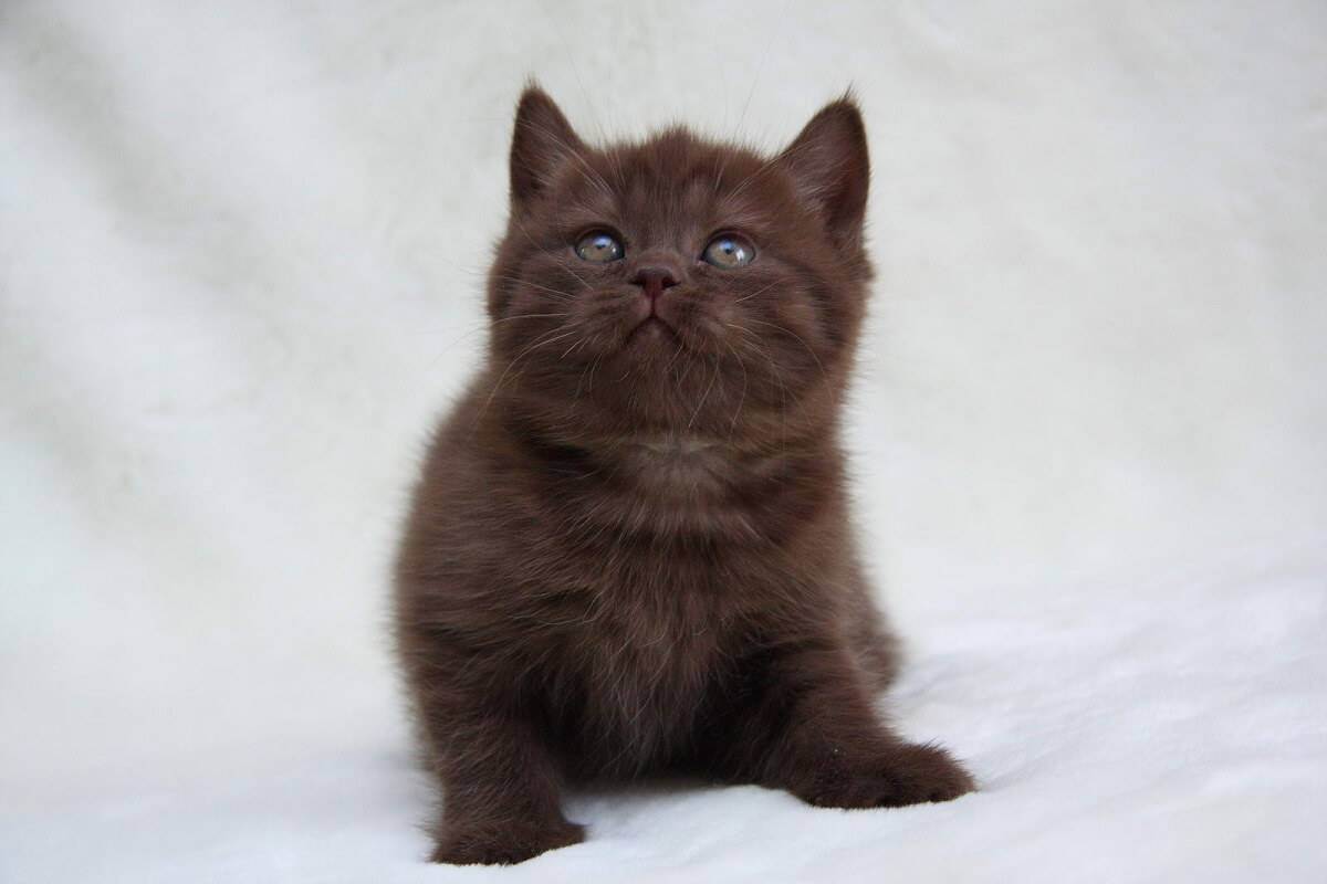 Йоркская шоколадная кошка: эстетика вкуса