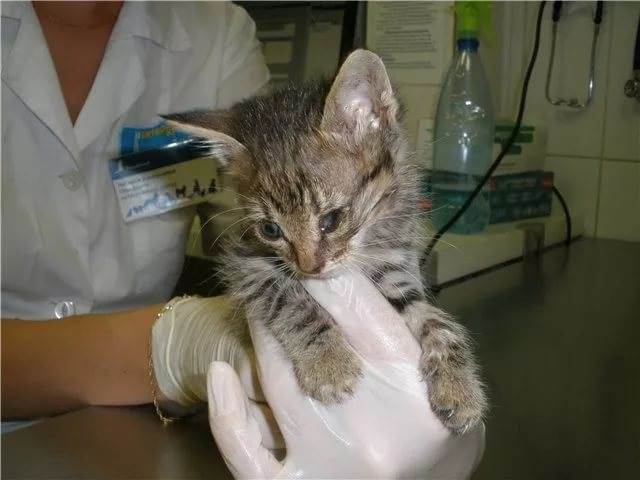 Ринотрахеит у кошек: симптомы и лечение опасного заболевания самостоятельно