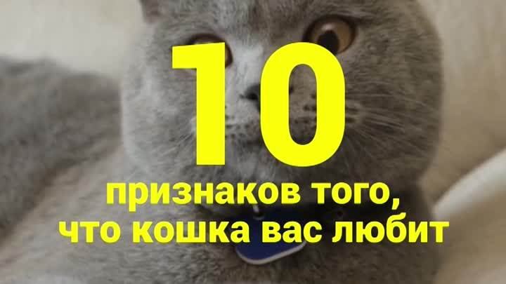 10 причин, почему у вас дома должен жить кот