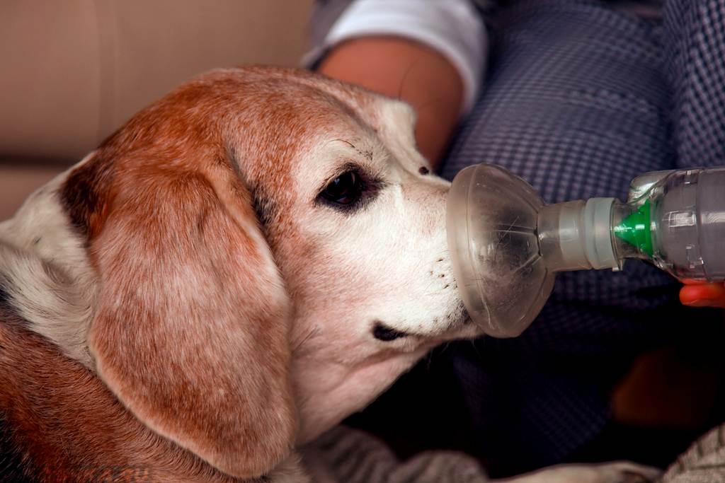 Учащенное дыхание у собак (причины, патогенез, симптомы и признаки, диагностика, лечение и профилактика). что делать при учащении дыхания у питомца? какие бывают проблемы с дыханием у собак?