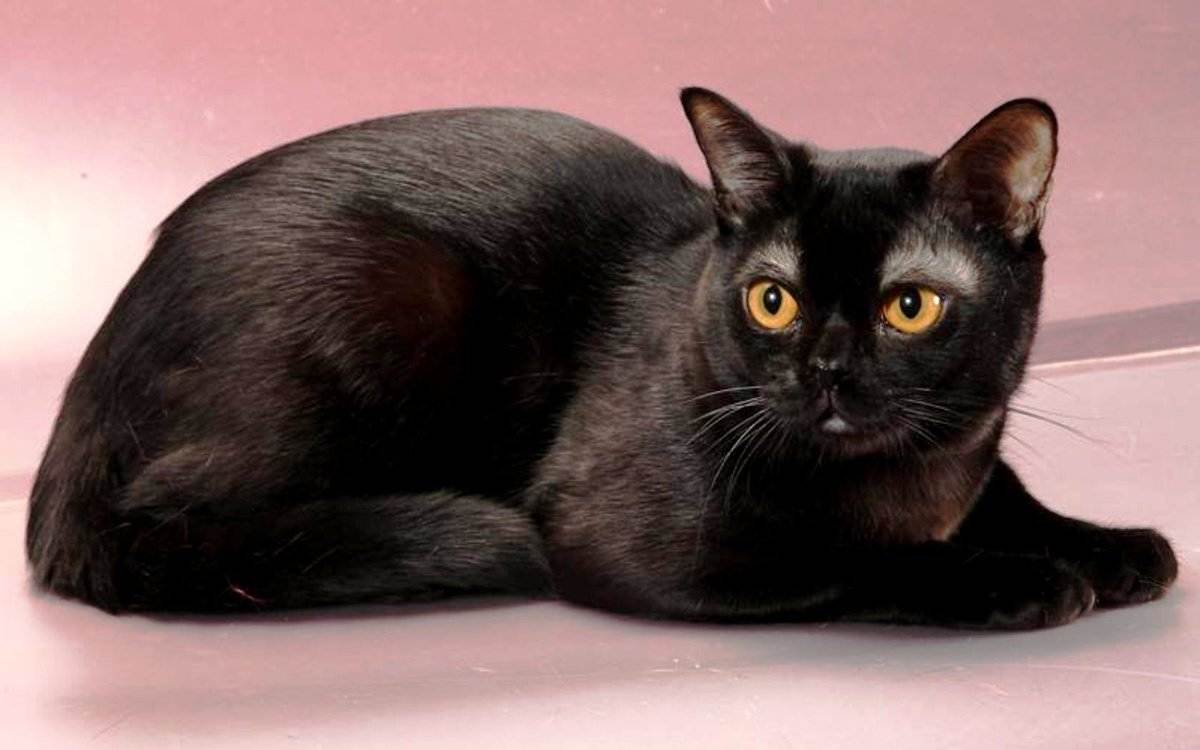 Черная распространенная порода. Бомбейская кошка. Чёрная кошка порода Бомбейская. Порода кошек Бомбейская кошка. Бомбей и Бомбейская кошка.