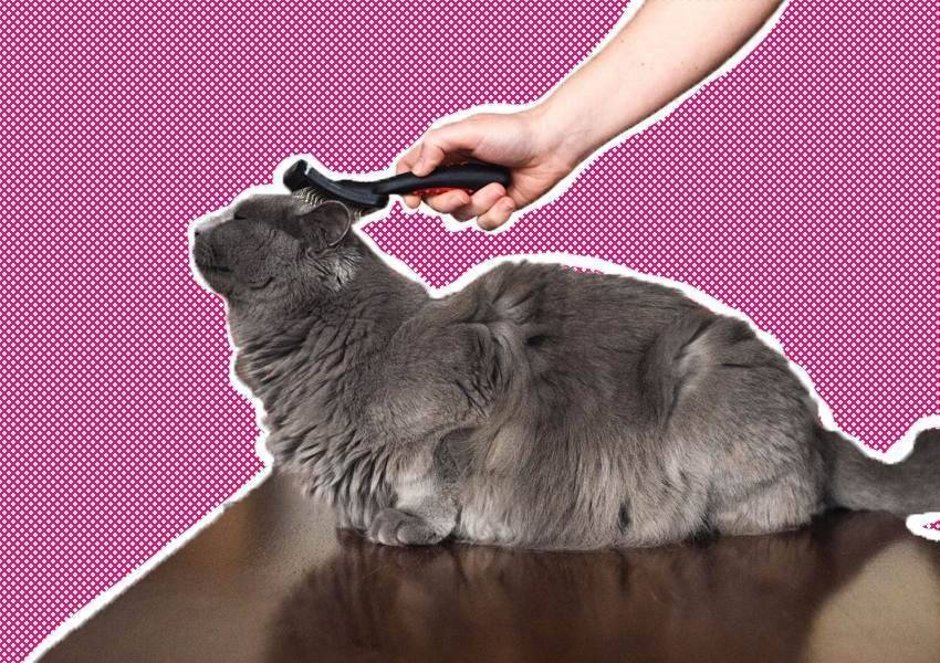 Колтуны у кошки - как избавиться? | блог ветклиники "беланта"