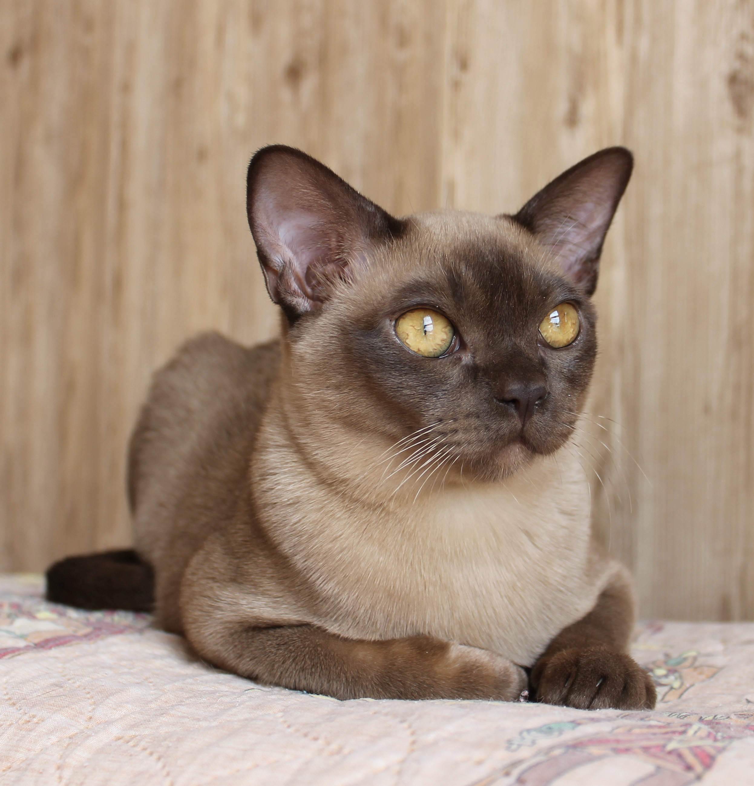 Бурманская кошка — все про уход дома