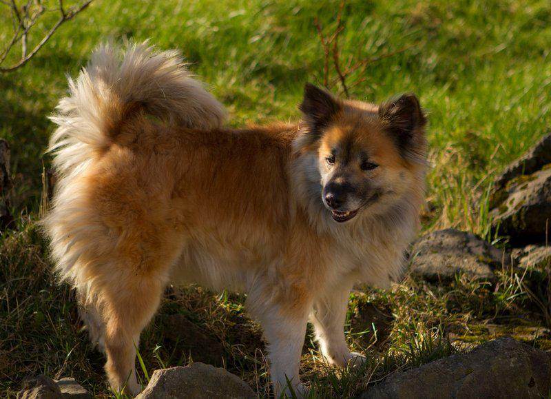 Описание шотландской овчарки, разновидности пород и характеристика собак