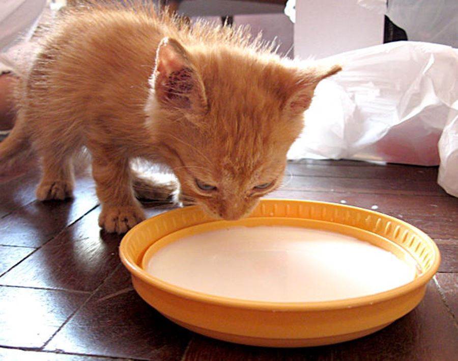 Котенок не пьет воду: причины, почему это происходит? котенок не пьет воду: что делать, как правильно приучить? - автор екатерина данилова - журнал женское мнение