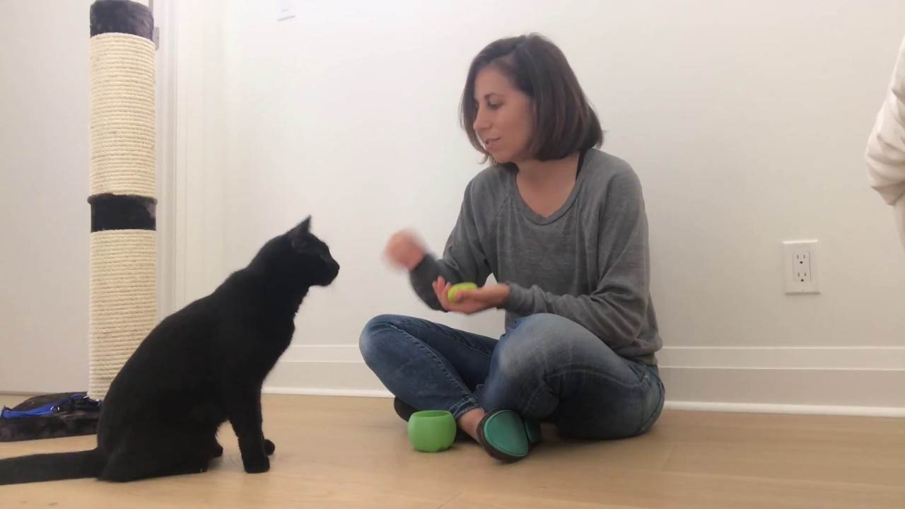 Учим кошку выполнять 8 команд: маленькие секреты и хитрости