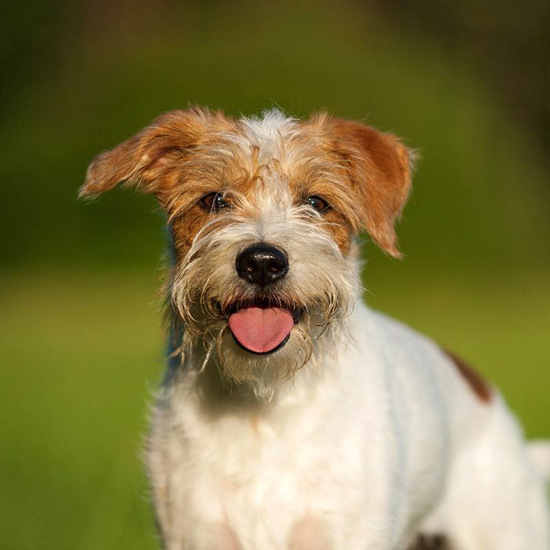 Кромфорлендер: описание породы собак с фото и видео