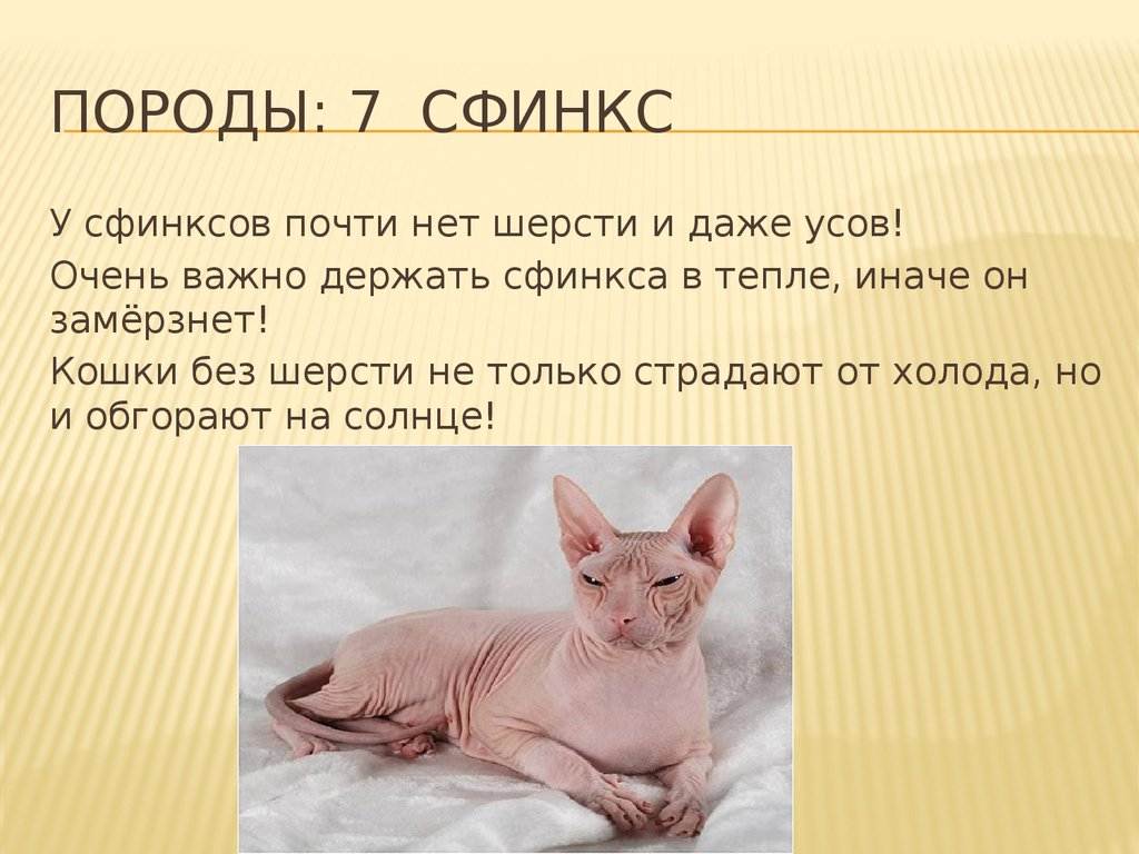 Кошки с короткими лапами: породы