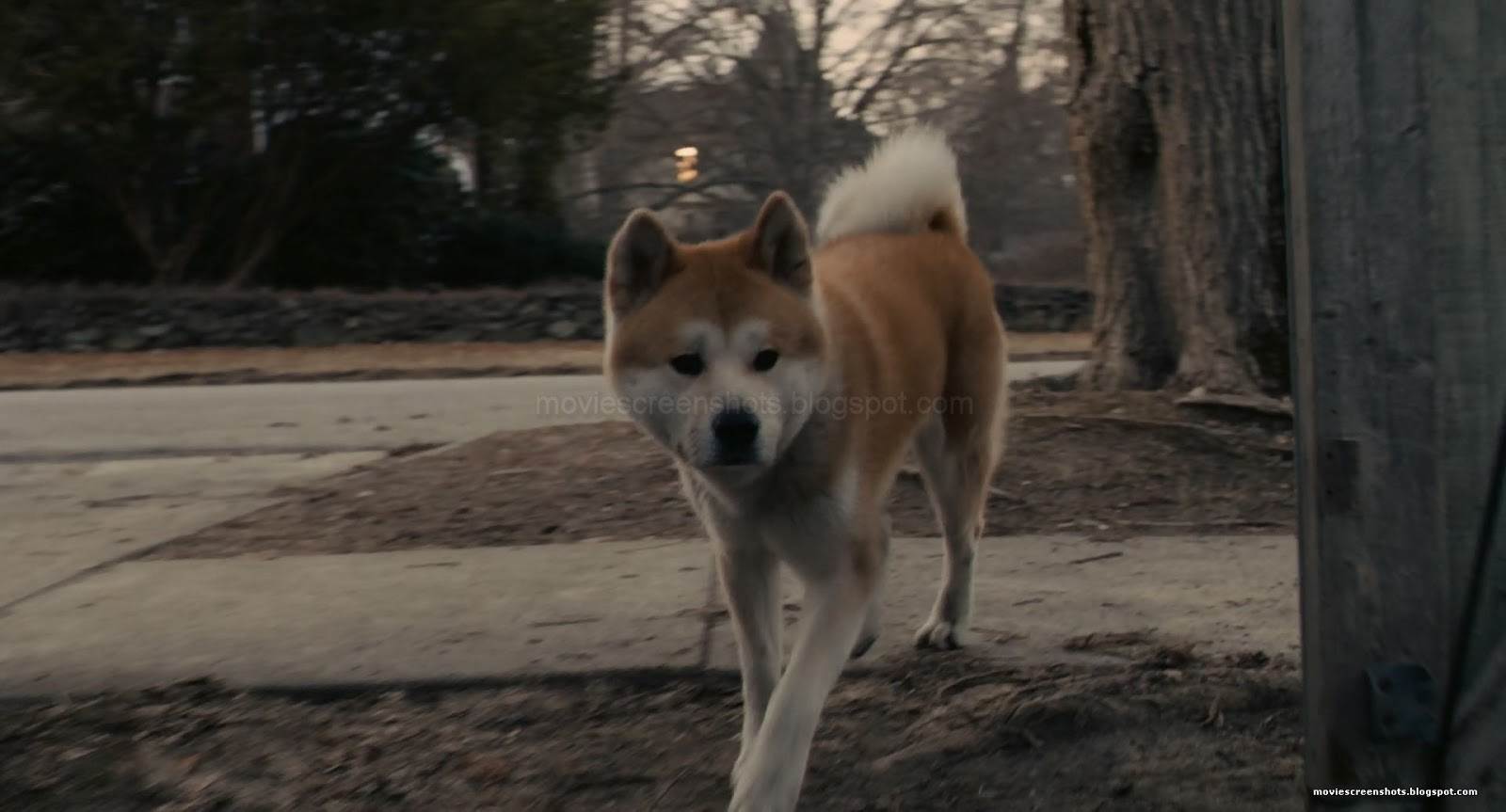 Акита-ну. порода собаки из фильма "хатико"
