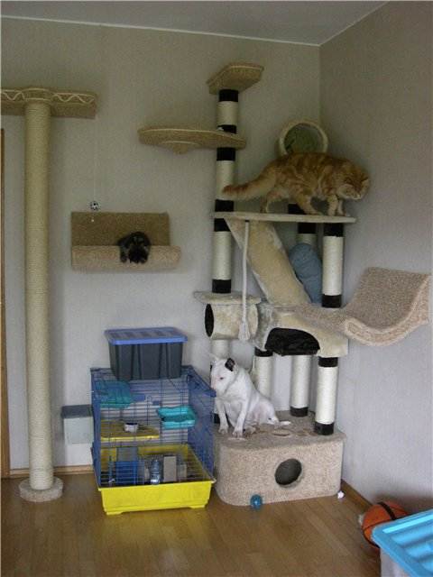 Личный питомник: разведение кошек в домашних условиях – что понадобится для производства котят