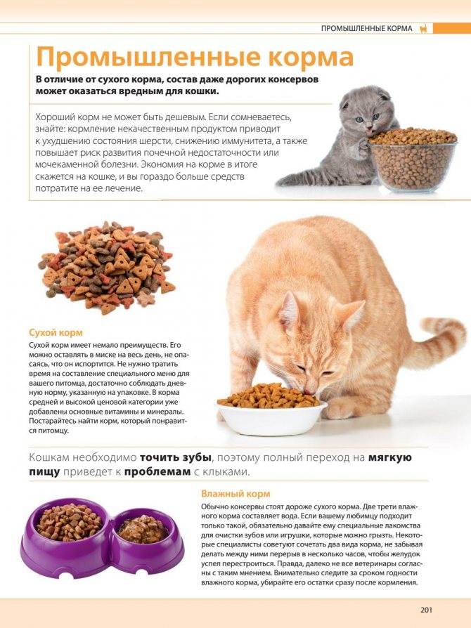 Чем в домашних условиях кормить кошку британской породы?