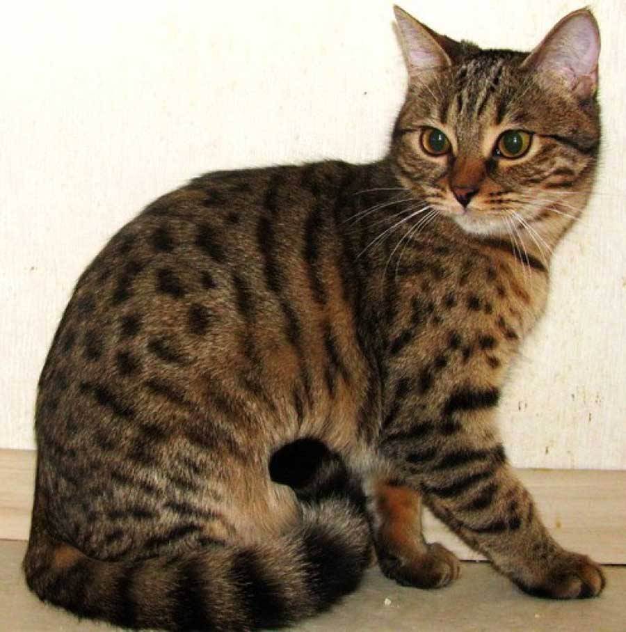 Калифорнийская сияющая кошка.фотографии породы кошек калифорнийская сияющая . характер,размер,вес,здоровье