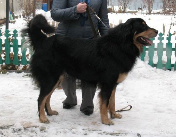 Бурят-монгольский волкодав: фото и описание породы собак "хотошо"