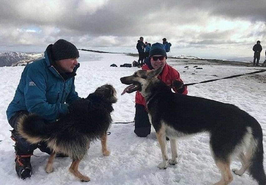 Какая порода собак помогает спасать альпинистов