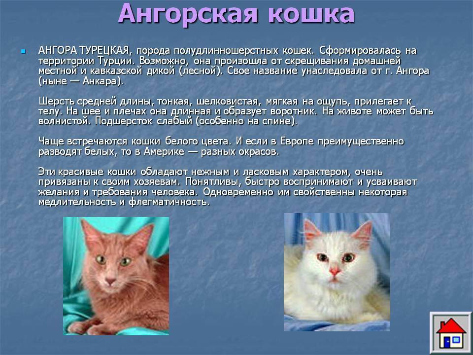 Турецкая ангора - фото и описание породы кошек (характер, уход и кормление)