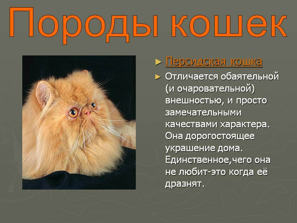 Персидская кошка: фото, описание породы, характер, здоровье