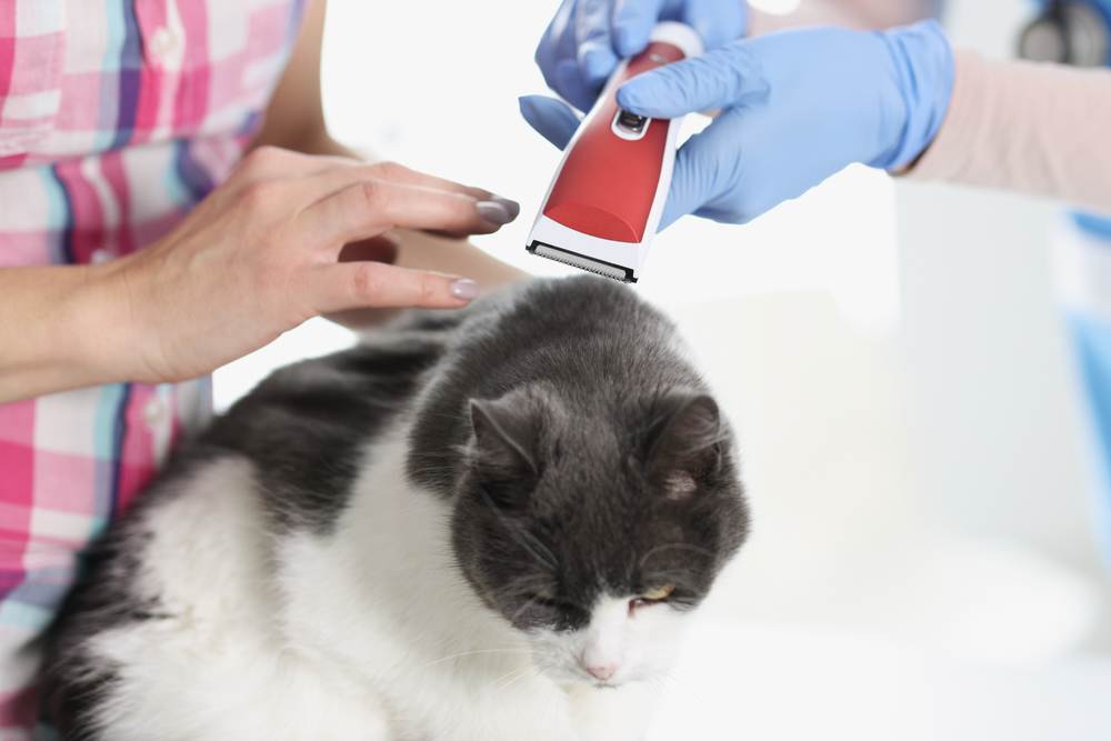 Груминг кошек в домашних условиях: как делать гигиенический груминг кошек | royal groom