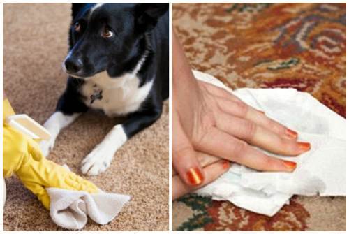Как убрать запах собачьей мочи - домашние средства