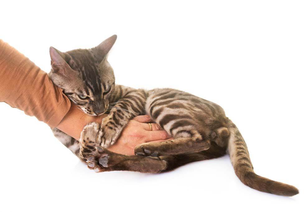 Как отучить котенка царапаться и кусаться, почему кот или кошка постоянно кусает и царапает руки и ноги, как воспитывать их самостоятельно