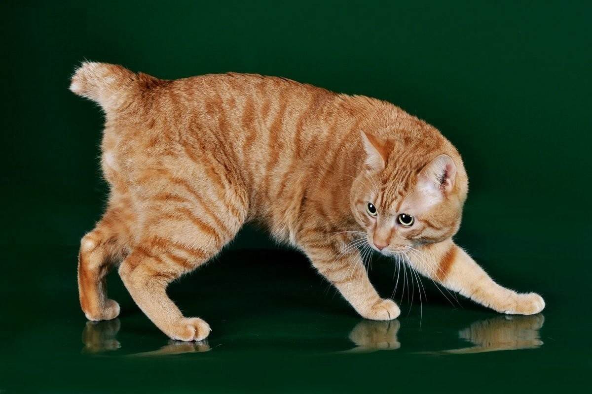 Породы кошек без хвоста: бобтейлы и мэнксы