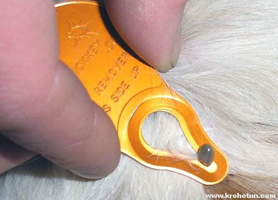 Клещ у собаки - что делать хозяину? | блог ветклиники "беланта"