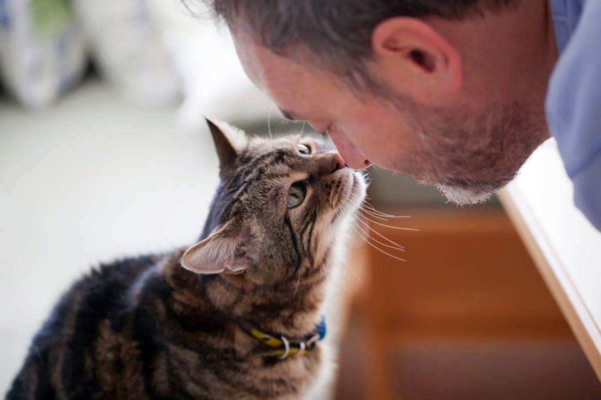 Любят ли кошки своих хозяев? как понять, что кошка тебя любит? | муркотики