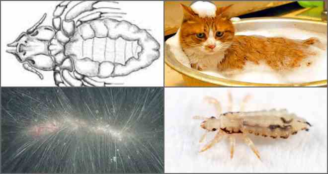 Власоеды у кошек: симптомы, лечение и профилактика