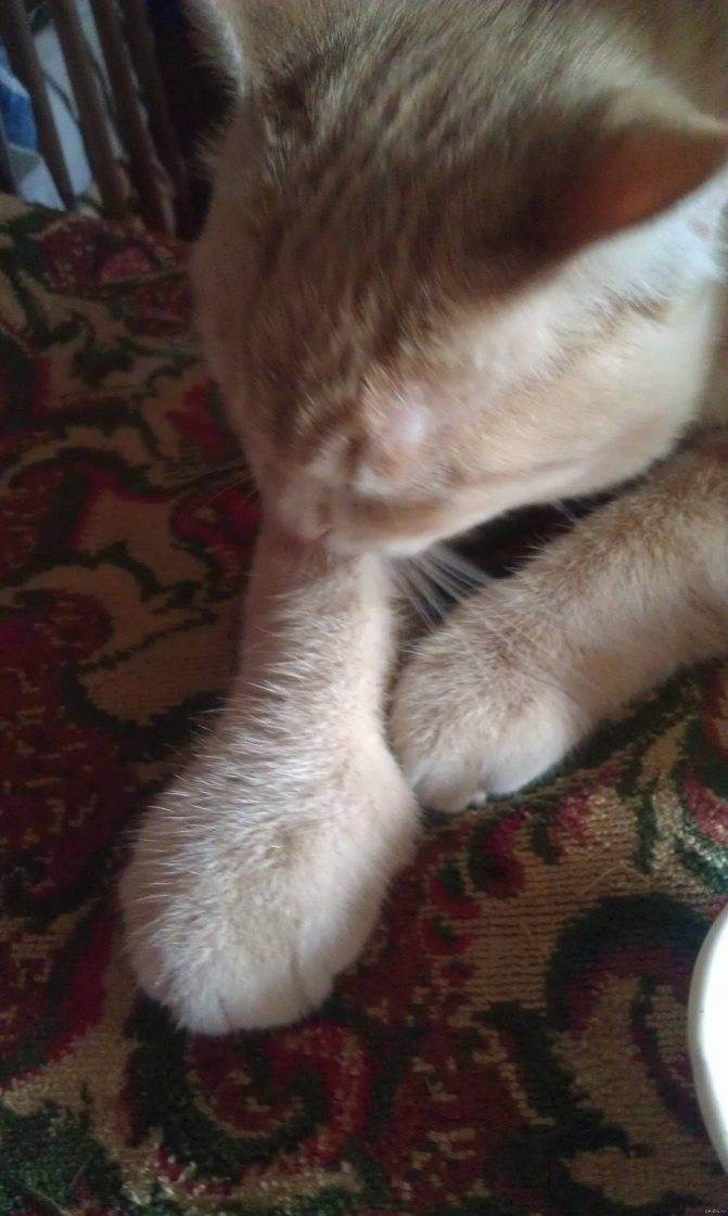 Укусил кот, опухла рука - что делать и чем лечить? - kotiko.ru