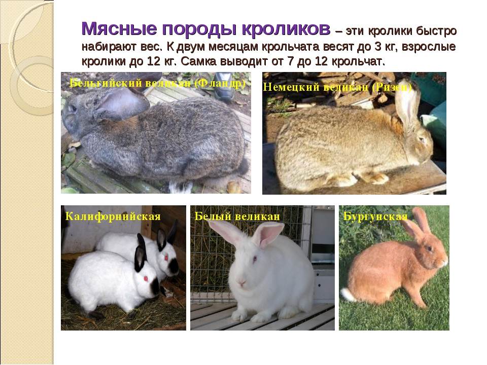 Калифорнийский кролик: описание породы,разведение и содержание