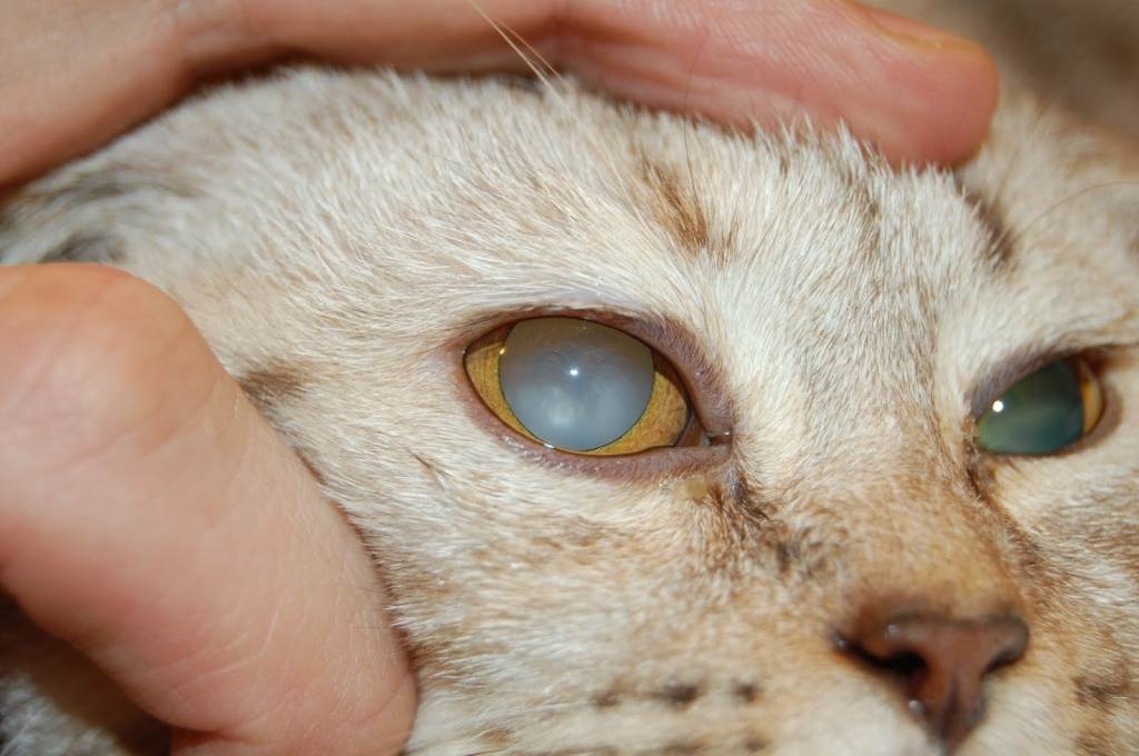 Болезни глаз у кошек и котов
