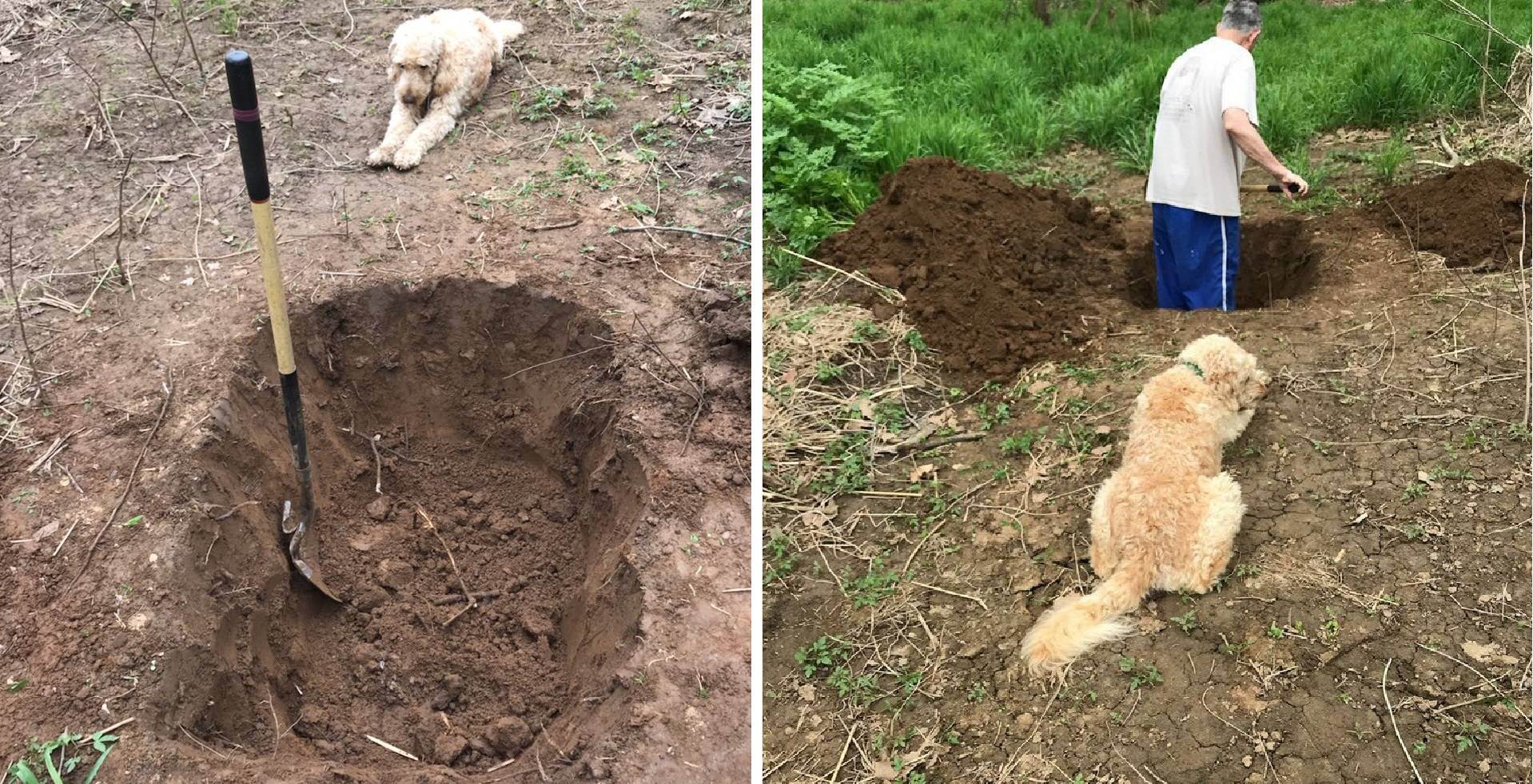 Как похоронить собаку