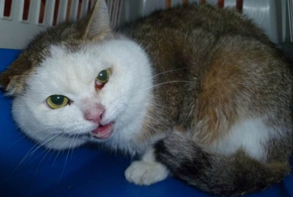 Микроинсульт у кошек: разбираемся в особенностях «страшного» диагноза | ваши питомцы