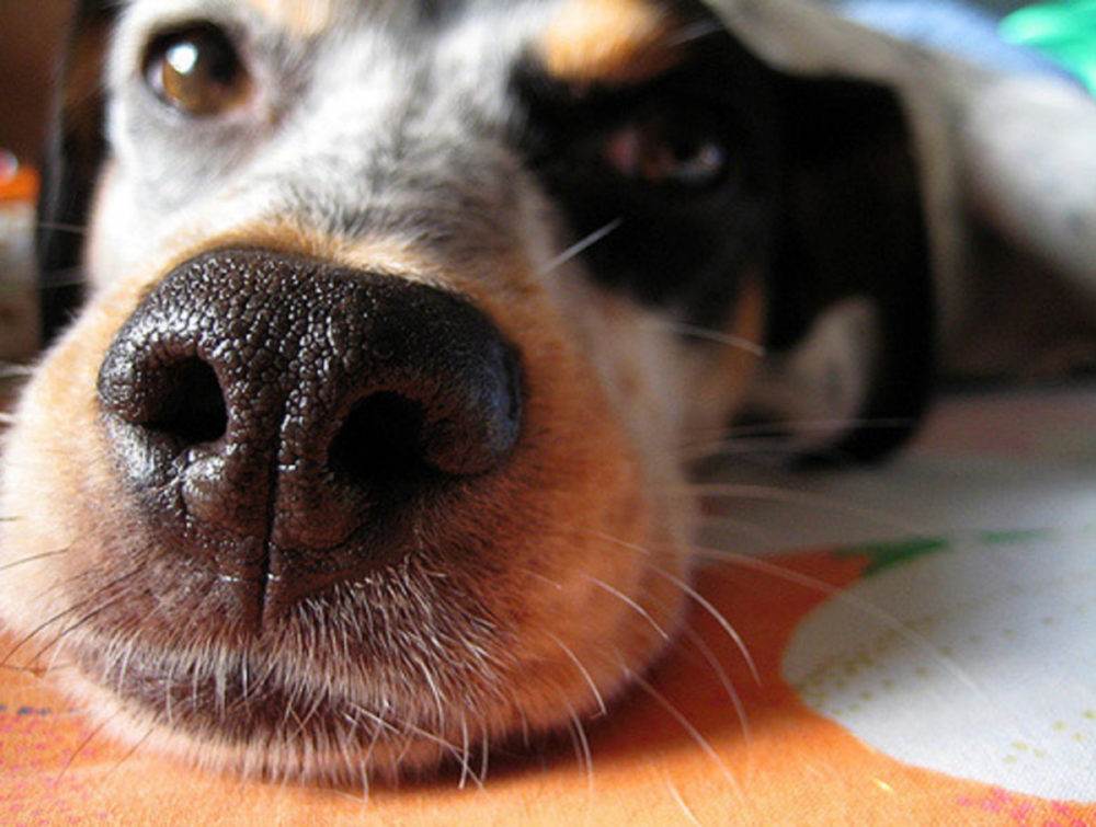 Почему появляются сопли у собаки, симптомы и лечение