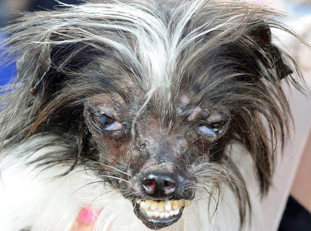 8 самых некрасивых пород собак, над владельцами которых все смеются